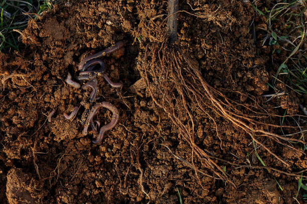 Roots of tree and worms on soil. stock photo