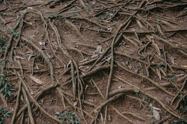 roots of trees on the surface of the ground, texture stock photo