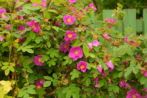 Rosa majalis - wild rose bush near a wooden fence.