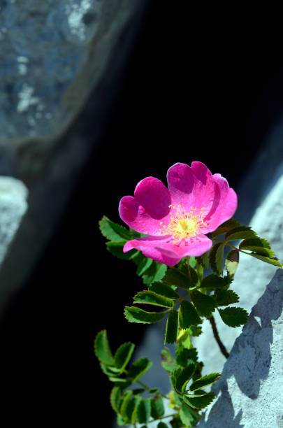 rosa pendulina is a beautiful rose that grows among the rocks of the mountains - rock rose imagens e fotografias de stock