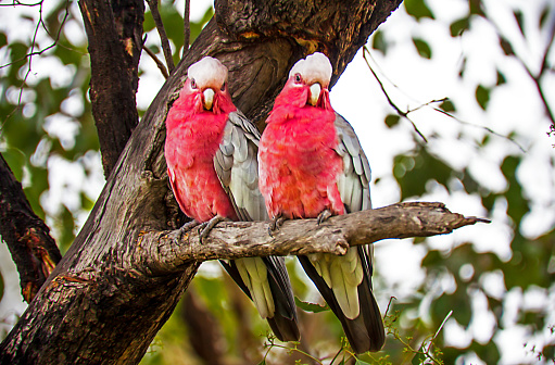 Galah at a tree hollow at Red Hill Nature Reserve, ACT, Australia on a spring morning in October 2019