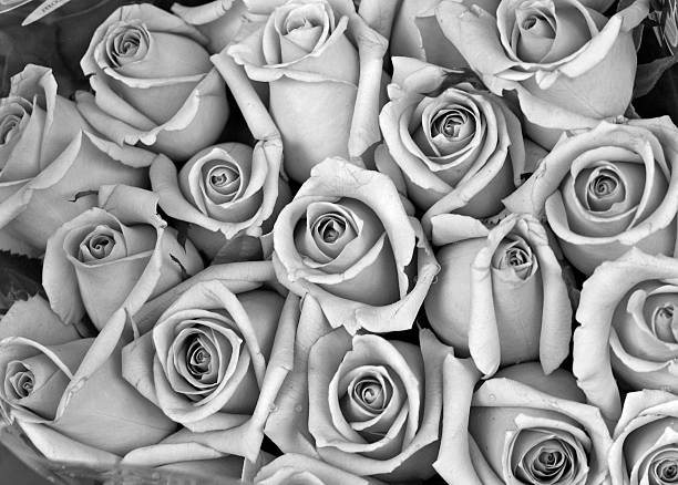 Rose bouquet in Black and White  bed of roses stock pictures, royalty-free photos & images