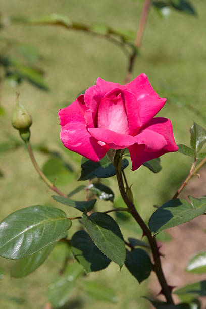 rose bud stock photo