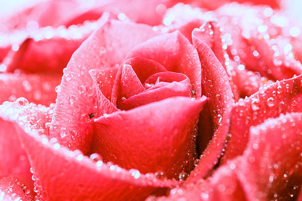 rose, closeup stock photo