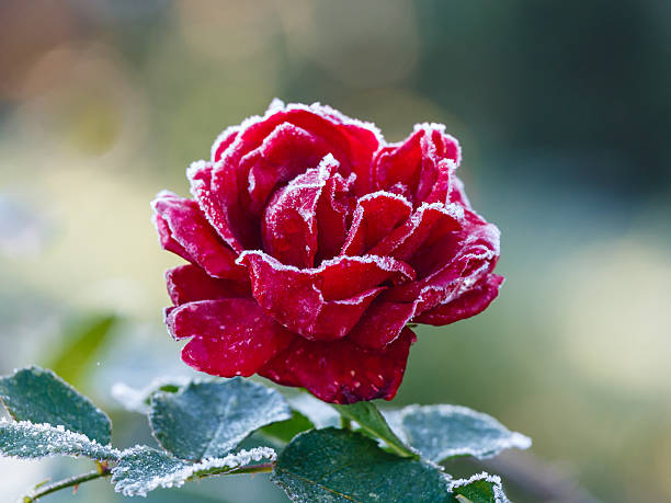 Rose covered with hoarfrost Rose covered with hoarfrost after the first morning frost frozen rose stock pictures, royalty-free photos & images
