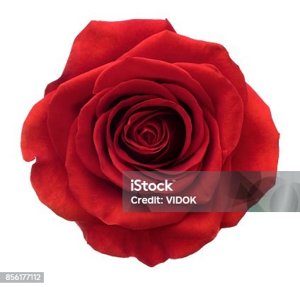 istock Rose. Deep Focus. No dust. No pollen. Isolated on white. 856177112