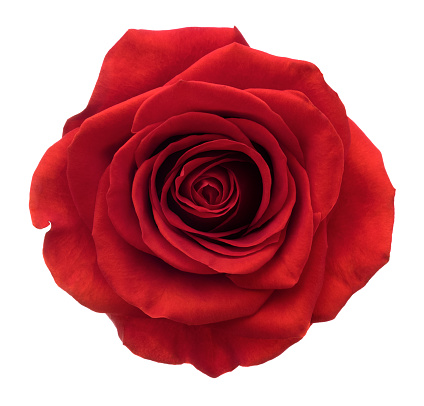 Red rose XXL