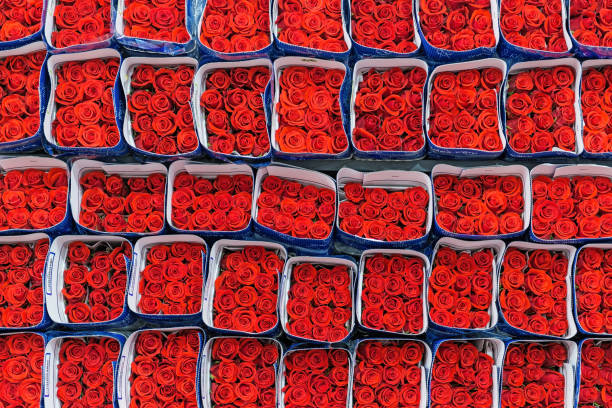 Rose export in Ecuador Red roses packed and ready for export in the region of Tabacundo and Cayambe, north of Quito, Ecuador, South America. greenhouse table stock pictures, royalty-free photos & images