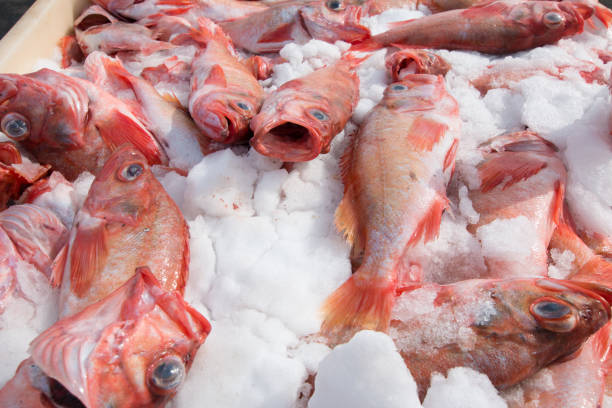 rose fishes in ice stock photo