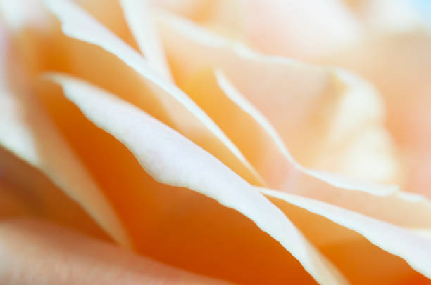 Photo of Rose flower fragment, macro shot