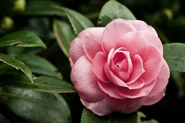 Rose flower in garden stock photo