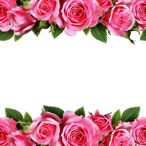 วอลเปเปอร์ รูปภาพ ดอกกุหลาบแดง สัญลักษณ์วันแห่งความรัก