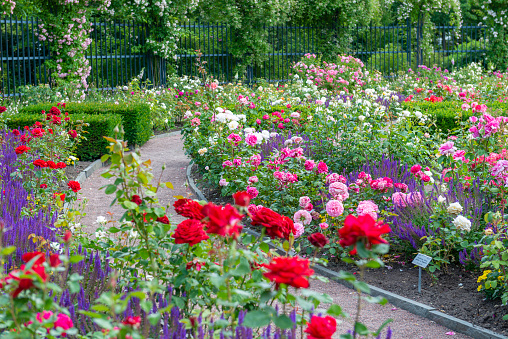 Swedish park filled with beautiful Roses.