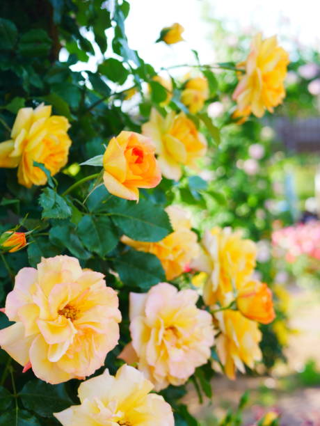 Rose garden on a sunny day Rose garden on a sunny day bed of roses stock pictures, royalty-free photos & images