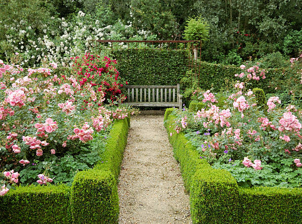 Rose garden Beautiful garden with rose shrubs,a trimmed buxus and hornbeam hedge. garden path stock pictures, royalty-free photos & images