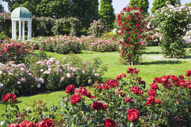 Rose garden # 6 XXXL stock photo
