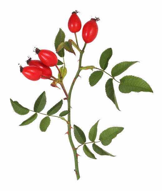 Rose hips, isolated stock photo