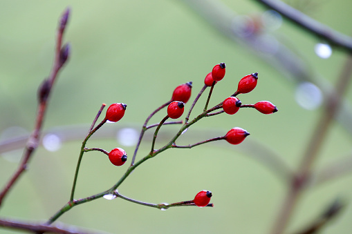 rose hips with raindrops