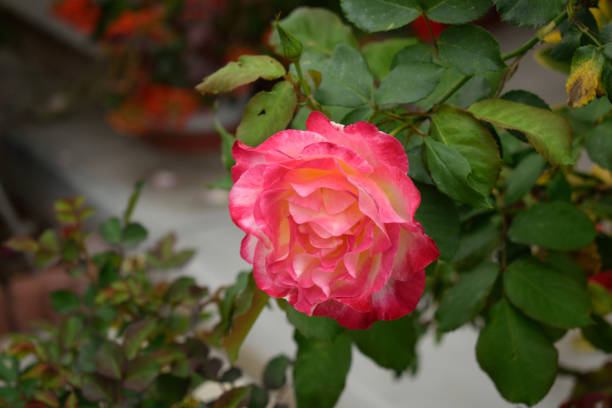 A Rose in Springtime stock photo