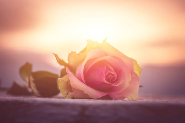 Rose on the ground Rose on the ground memorial stock pictures, royalty-free photos & images