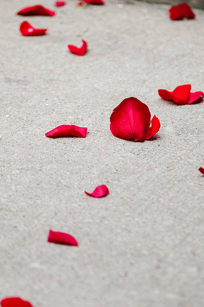 Rose Petals on Cement stock photo