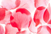 istock Rose Petals 1339064901