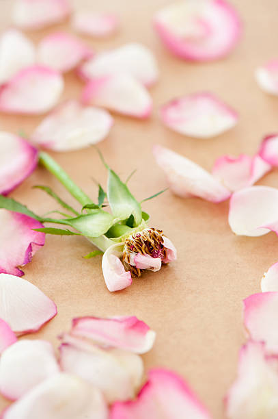 Rose Petals stock photo