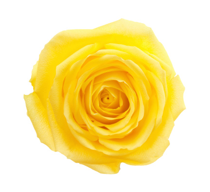 Yellow rose on white background.