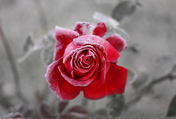 Rose Frozen rose frozen rose stock pictures, royalty-free photos & images