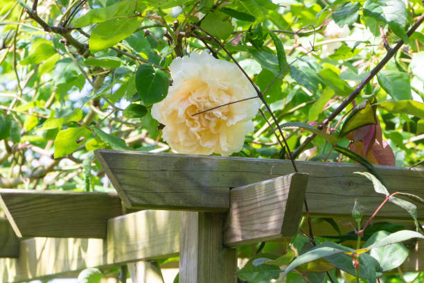 Rose plant on a pergola in a garden stock photo