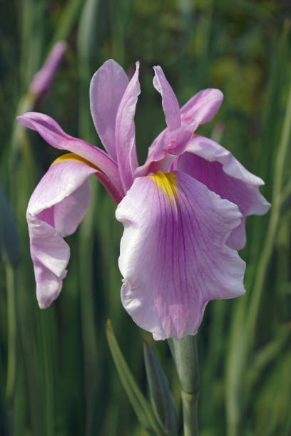 Rose Queen Iris flower stock photo