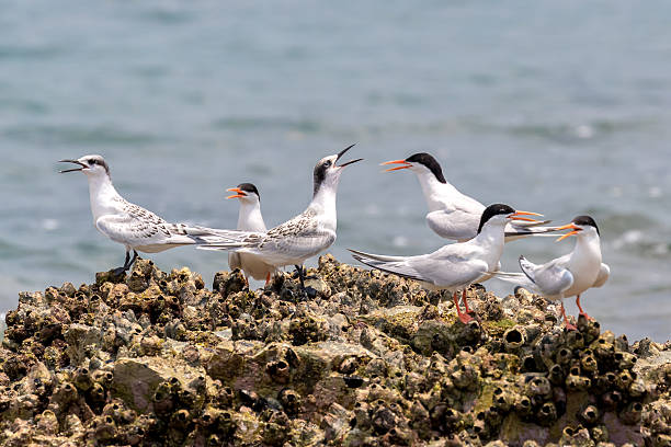 Roseate Tern Adult and Juvenile perching on stone stock photo