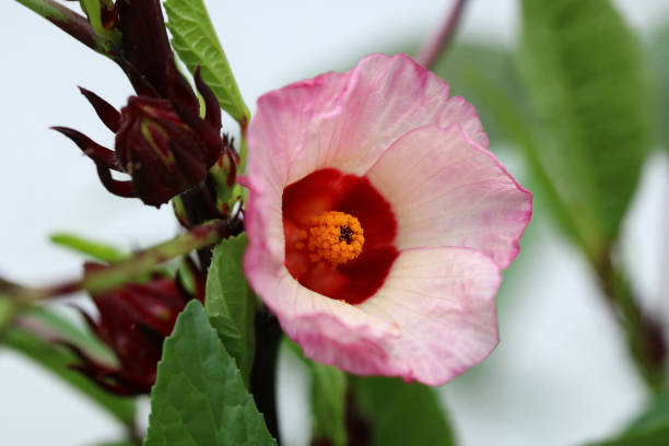 roselle roselle flowers petals pink with results hibiscus sabdariffa stock pictures, royalty-free photos & images