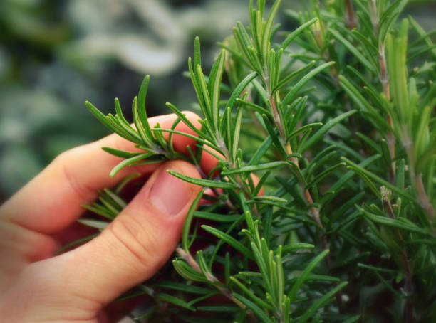 Rosemarry Pick, Italien Herbs picking rosemary at my garden for preparing an italien dish. rosemary photos stock pictures, royalty-free photos & images