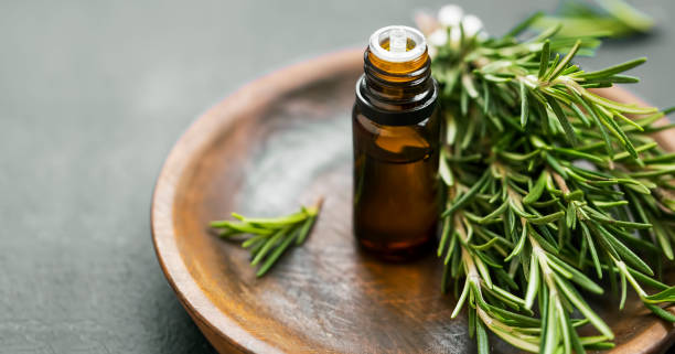 Rosemary essential oil bottle with rosemary herb bunch on wooden plate, aromatherapy herbal oil stock photo
