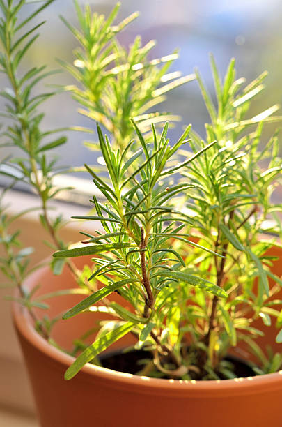 Rosemary growing in pots on the sill at window stock photo