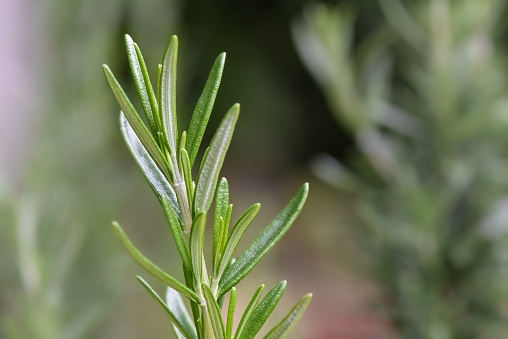 The herb Rosemary growing in a garden