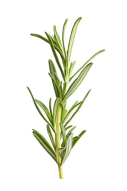 rosemary rosemary isolated garnish stock pictures, royalty-free photos & images