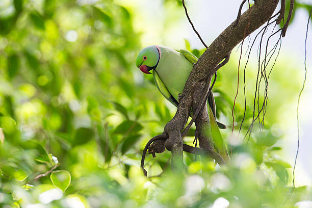 Rose-ringed Parakeet (Psittacula krameri) perching on tree stock photo