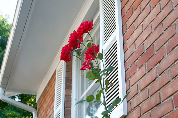 Roses bloom next to a brick house stock photo