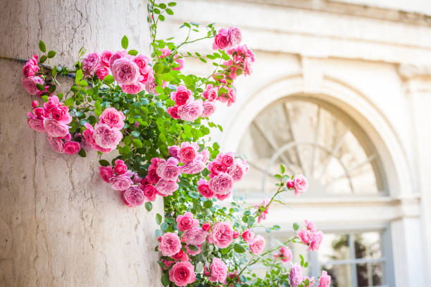 Roses climbing on column in italian patio stock photo