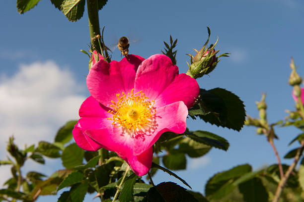 Roses, flower in the foreground with bee stock photo