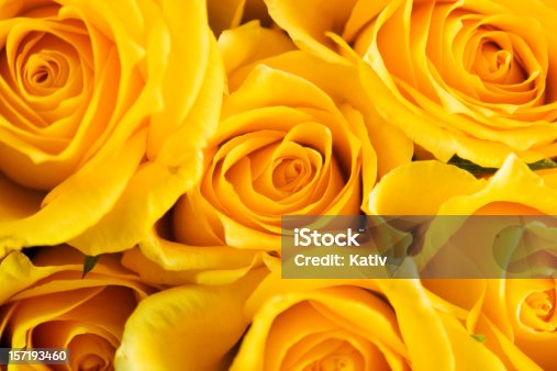 istock Roses for Mothers Day 157193460