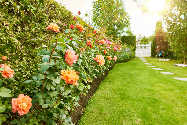 Roses in the garden Flowering roses in the garden bed of roses stock pictures, royalty-free photos & images