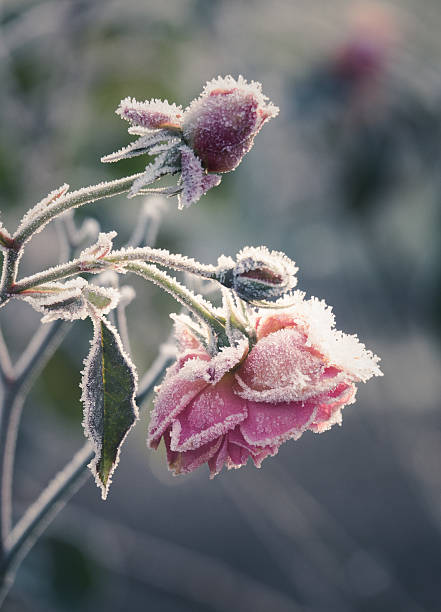 Roses In WInter Frost Covered Roses frozen rose stock pictures, royalty-free photos & images