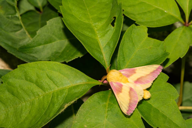 Rosy Maple Moth (Dryocampa rubicunda) stock photo