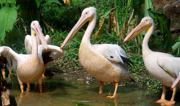 rosy pelicans in zoo stock photo