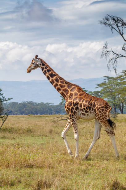 Rothschild Giraffe at Lake Nakuru National Park, Kenya stock photo