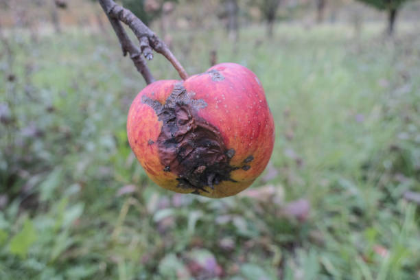 Rotten Apple on Tree in Autumn Orchard stock photo