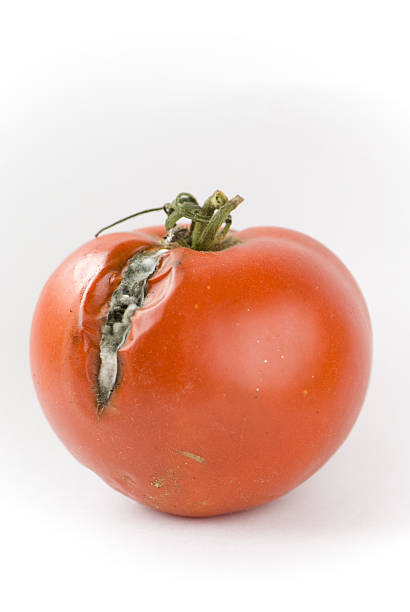 Rotten Tomato Stock Photos, Pictures & Royalty-Free Images - iStock
